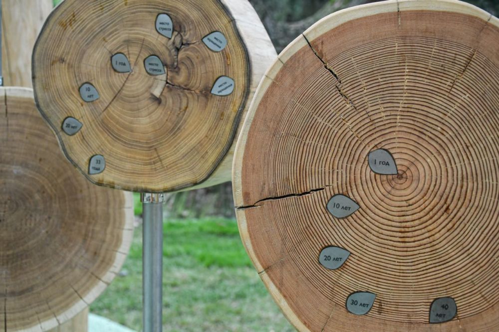 Фото Обучающая панель Возраст дерева